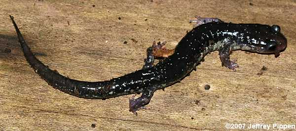 Atlantic Coast Slimy Salamander (Plethodon chlorobryonis)
