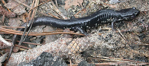 Atlantic Coast Slimy Salamander (Plethodon chlorobryonis)