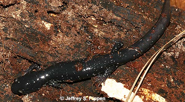 Atlantic Coast Slimy Salamander (Plethodon chlorobryonis)