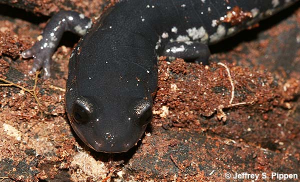 Atlantic Coast Slimy Salamander (Plethodon chlorobryonis)