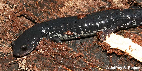 Atlantic Coast Slimy Salamander (Plethodon chlorobryonis)