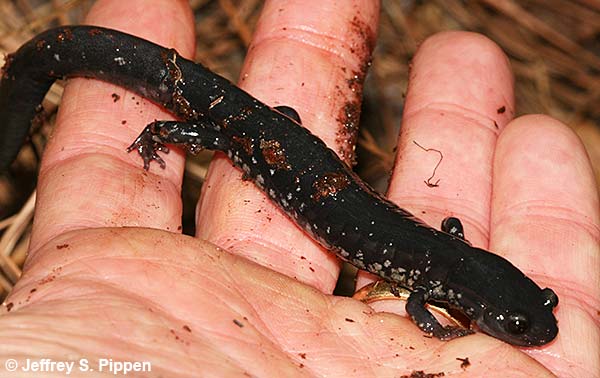 Atlantic Coast Slimy Salamander (Plethodon chlorobryonis)