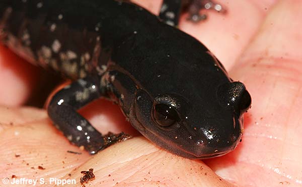 Atlantic Coast Slimy Salamander (Plethodon chlorobryonis)