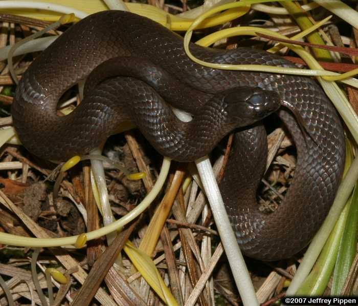 Smooth Earth Snake (Virginia valeriae)