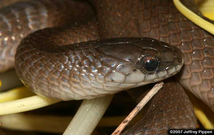 Smooth Earth Snake (Virginia valeriae)