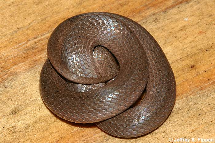 Smooth Earth Snake (Virginia valeriae)