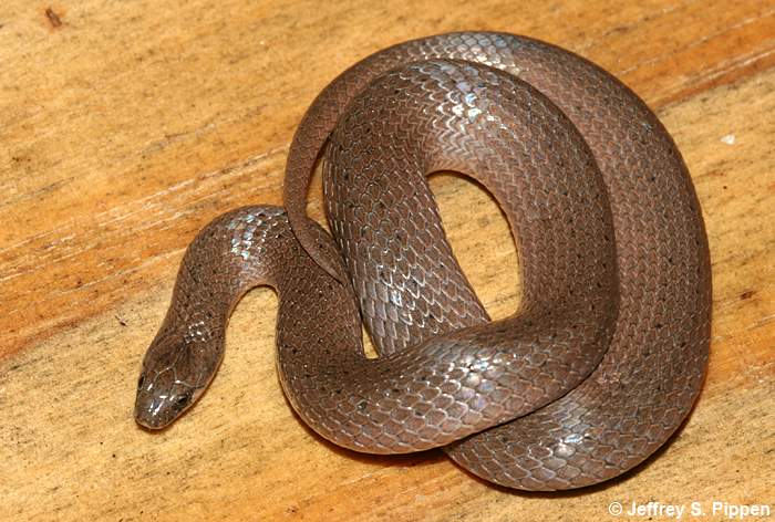 Smooth Earth Snake (Virginia valeriae)