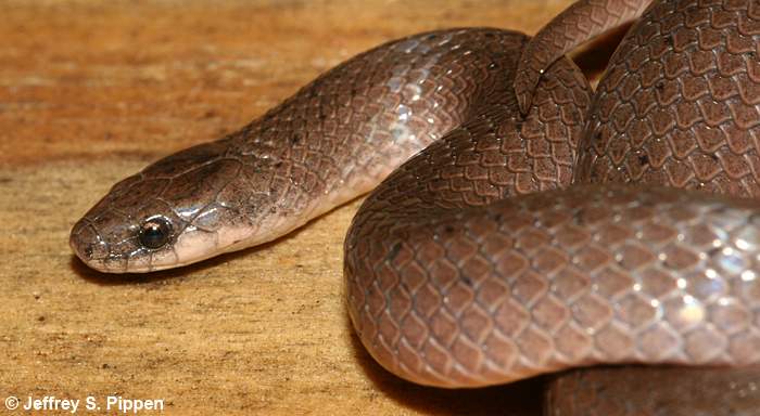 Smooth Earth Snake (Virginia valeriae)