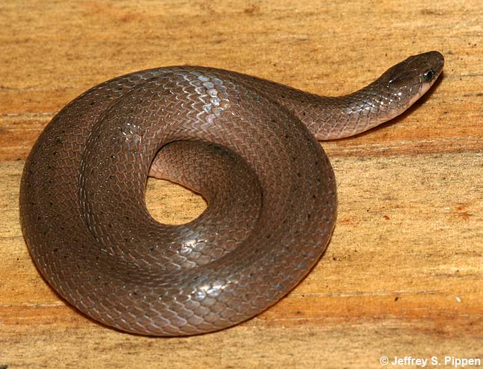 Smooth Earth Snake (Virginia valeriae)