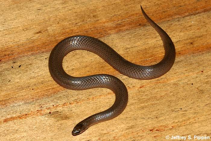 Smooth Earth Snake (Virginia valeriae)