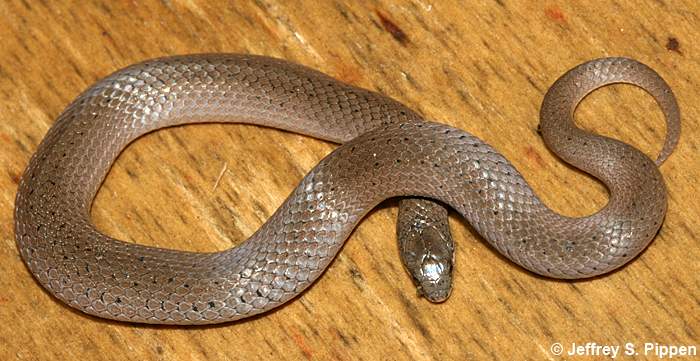 Smooth Earth Snake (Virginia valeriae)