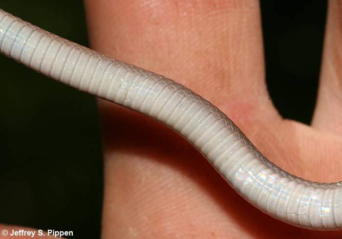 Smooth Earth Snake (Virginia valeriae)