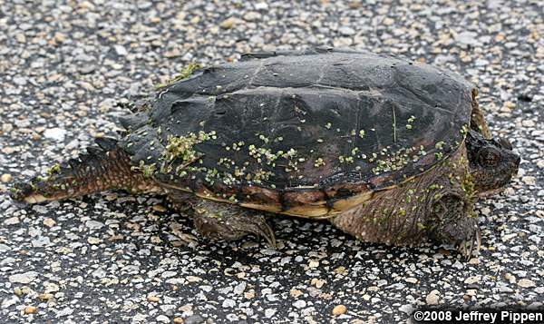 Snapping Turtle (Chelydra serpentina)