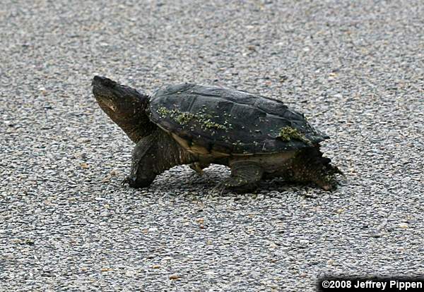 Snapping Turtle (Chelydra serpentina)