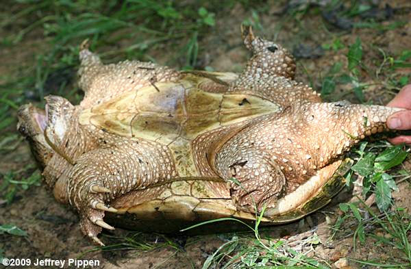 Snapping Turtle (Chelydra serpentina)