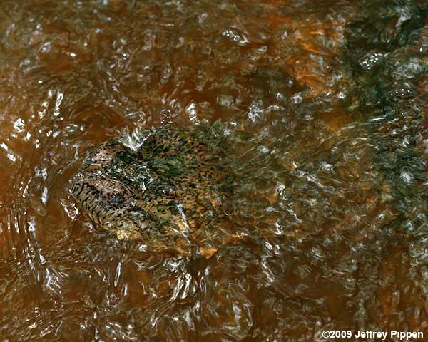 Snapping Turtle (Chelydra serpentina)