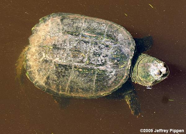 Snapping Turtle (Chelydra serpentina)