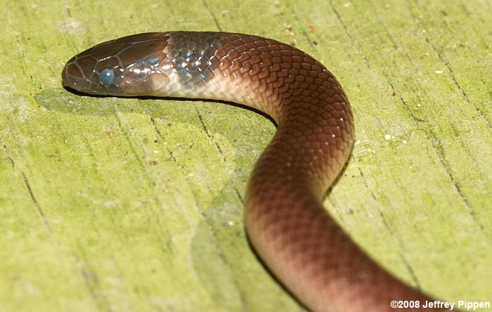 Southeastern Crowned Snake (Tantilla coronata)