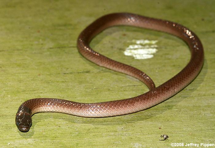 Southeastern Crowned Snake (Tantilla coronata)