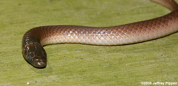 Southeastern Crowned Snake (Tantilla coronata)