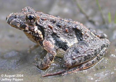 Southern Cricket Frog (Acris gryllus gryllus)
