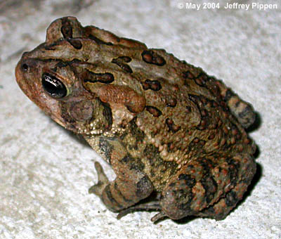 Southern Toad (Bufo terrestris)