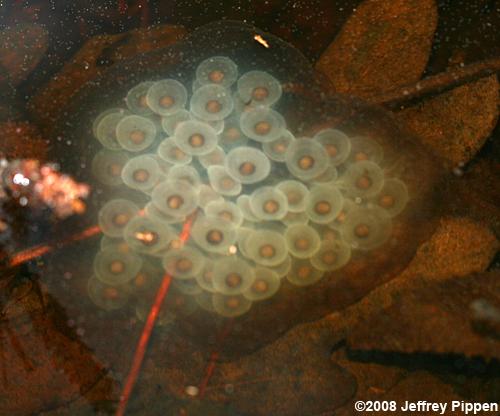 Spotted Salamander (Ambystoma maculatum)