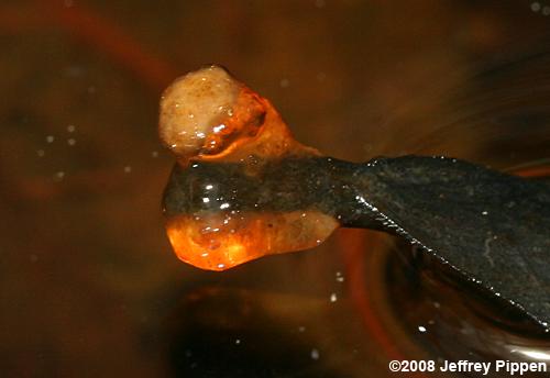 Spotted Salamander (Ambystoma maculatum)