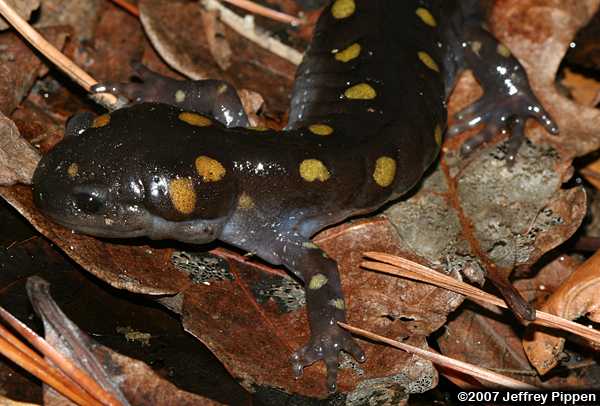 Spotted Salamander (Ambystoma maculatum)