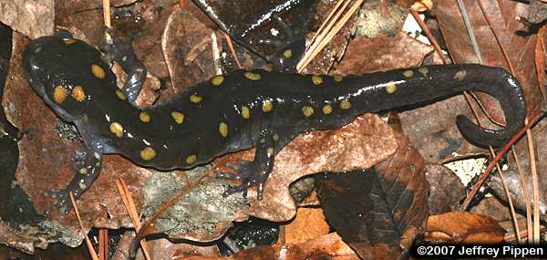 Spotted Salamander (Ambystoma maculatum)