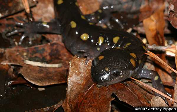 Spotted Salamander (Ambystoma maculatum)