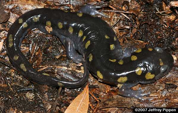Spotted Salamander (Ambystoma maculatum)