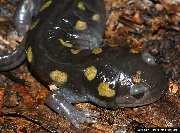 Spotted Salamander (Ambystoma maculatum)