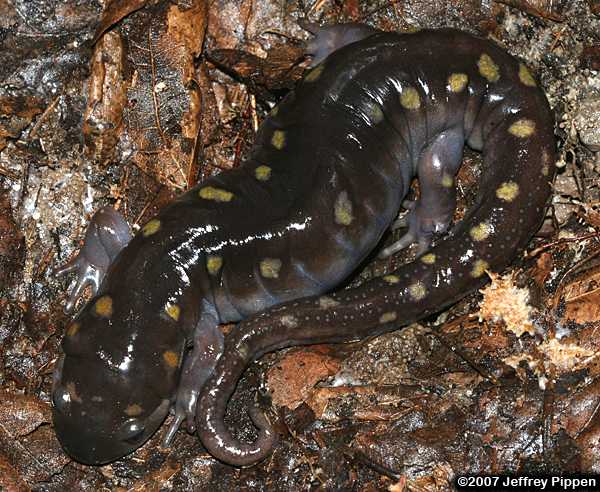 Spotted Salamander (Ambystoma maculatum)