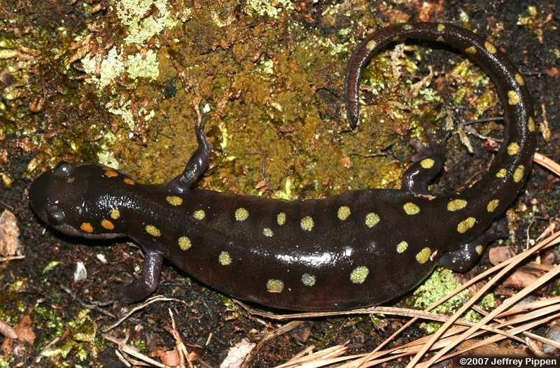 Spotted Salamander (Ambystoma maculatum)