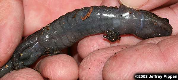 Spotted Salamander (Ambystoma maculatum)