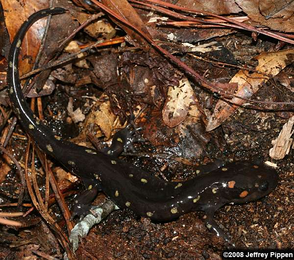Spotted Salamander (Ambystoma maculatum)