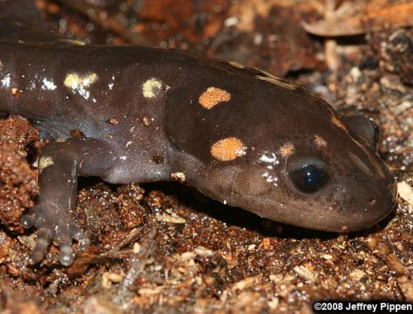 Spotted Salamander (Ambystoma maculatum)
