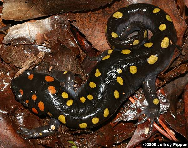 Spotted Salamander (Ambystoma maculatum)