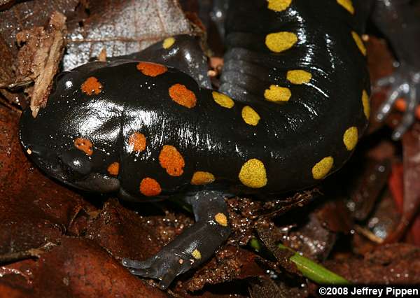 Spotted Salamander (Ambystoma maculatum)
