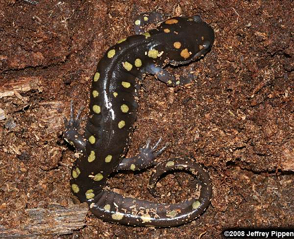 Spotted Salamander (Ambystoma maculatum)