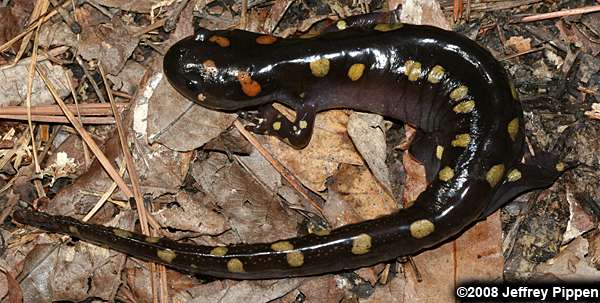 Spotted Salamander (Ambystoma maculatum)