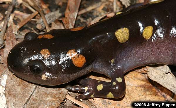 Spotted Salamander (Ambystoma maculatum)