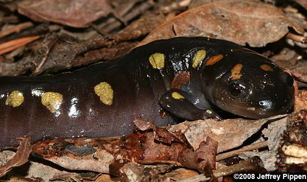 Spotted Salamander (Ambystoma maculatum)