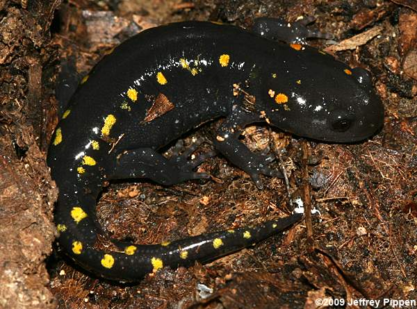Spotted Salamander (Ambystoma maculatum)