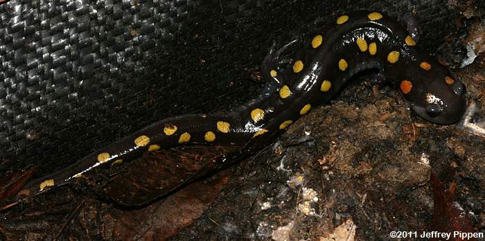 Spotted Salamander (Ambystoma maculatum)