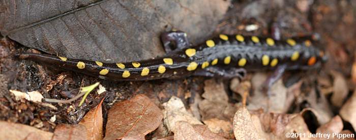 Spotted Salamander (Ambystoma maculatum)