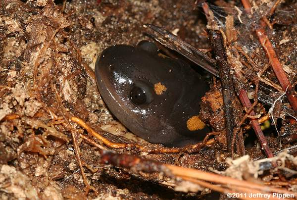 Spotted Salamander (Ambystoma maculatum)