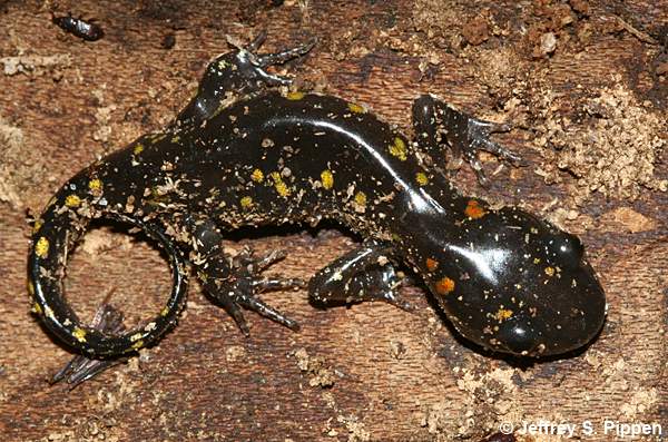 Spotted Salamander (Ambystoma maculatum)