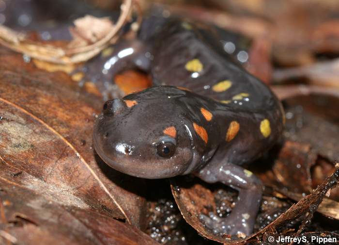 Spotted Salamander (Ambystoma maculatum)